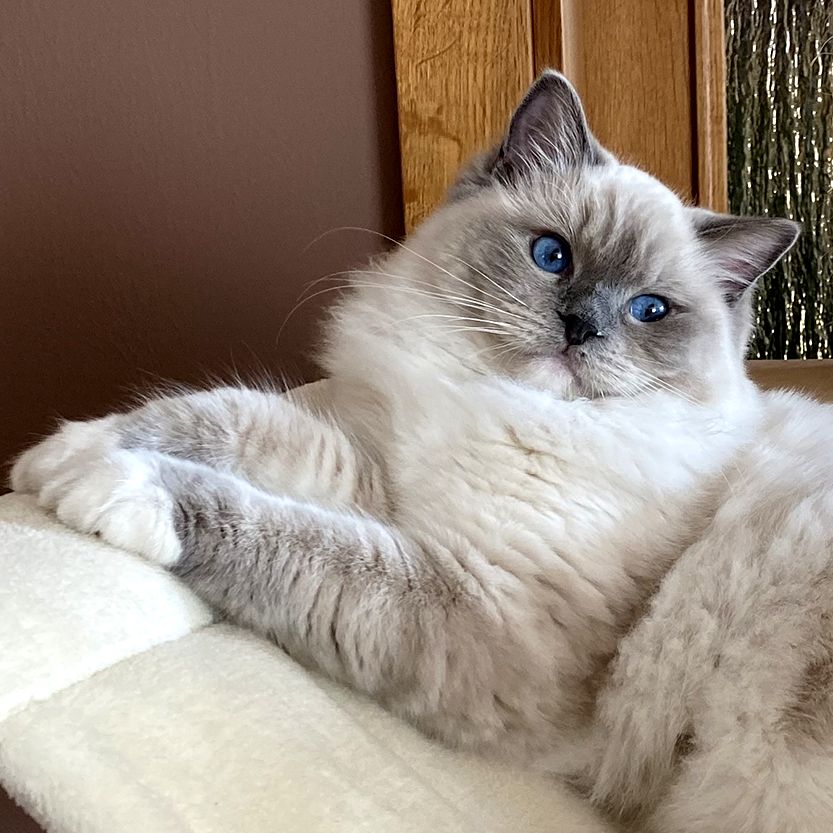 Chovatelská stanice plemene Ragdoll - Ragdoll koťata