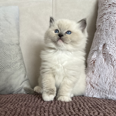 Chovatelská stanice plemene Ragdoll - Ragdoll koťata